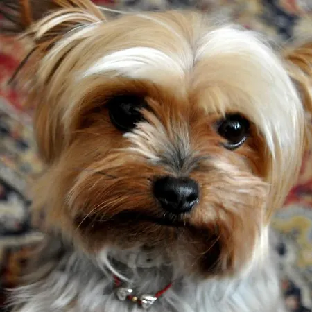 Park - Boutique Pensión