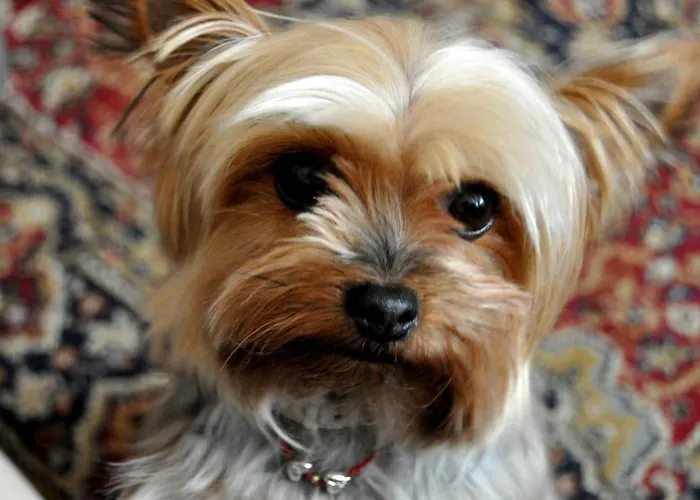 Park - Boutique Hotell